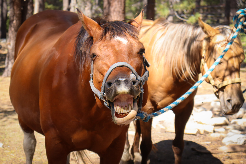 A horse smiles for the camera at Gold Arrow Camp, a children's summer camp in California